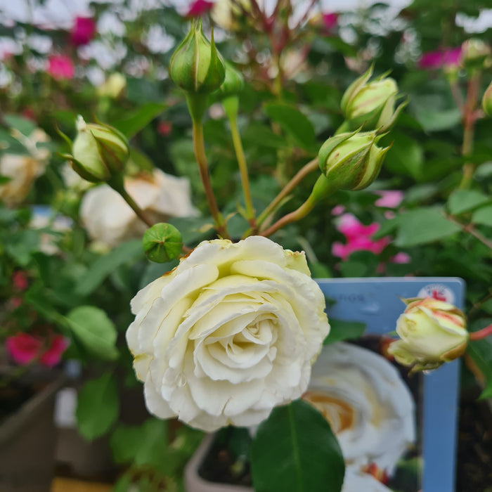Rosa Snow Kisses