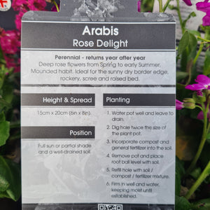 Arabis Rose Delight