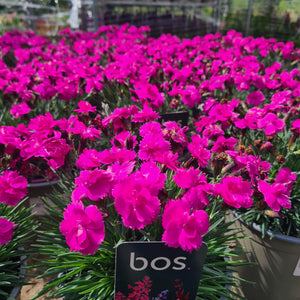 Dianthus Mountain Frost Pink PomPom