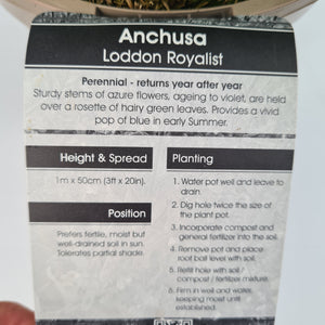 Anchusa Loddon Royalist