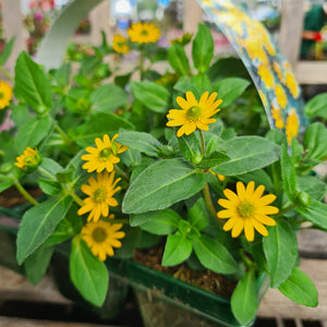 Sanvitalia Cuzco Pack