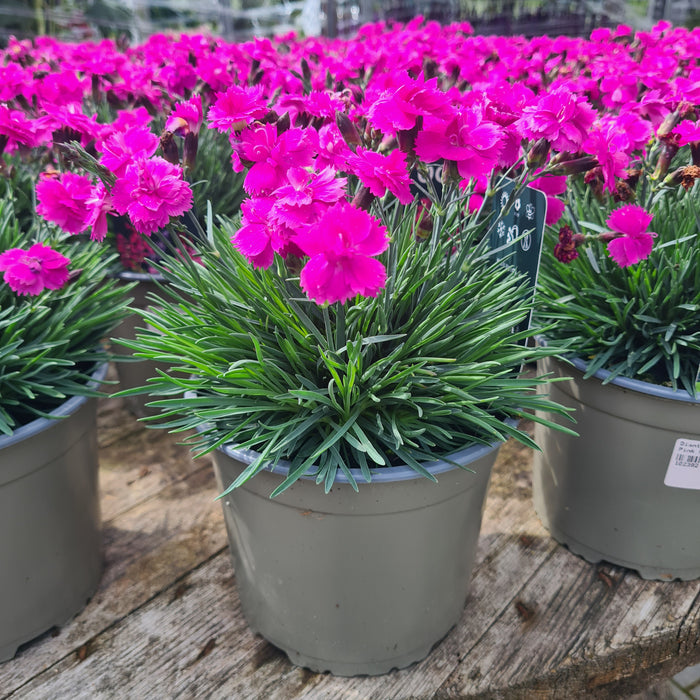 Dianthus Mountain Frost Pink PomPom