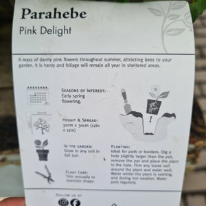 Parahebe Pink Delight