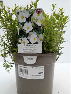 ARENARIA Avelanche