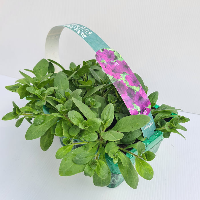 Petunia Trailing Blue