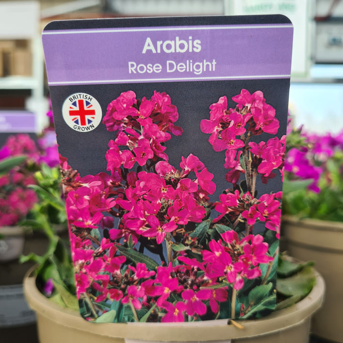 Arabis Rose Delight