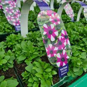 Petunia Trailing Shortcake Blueberry