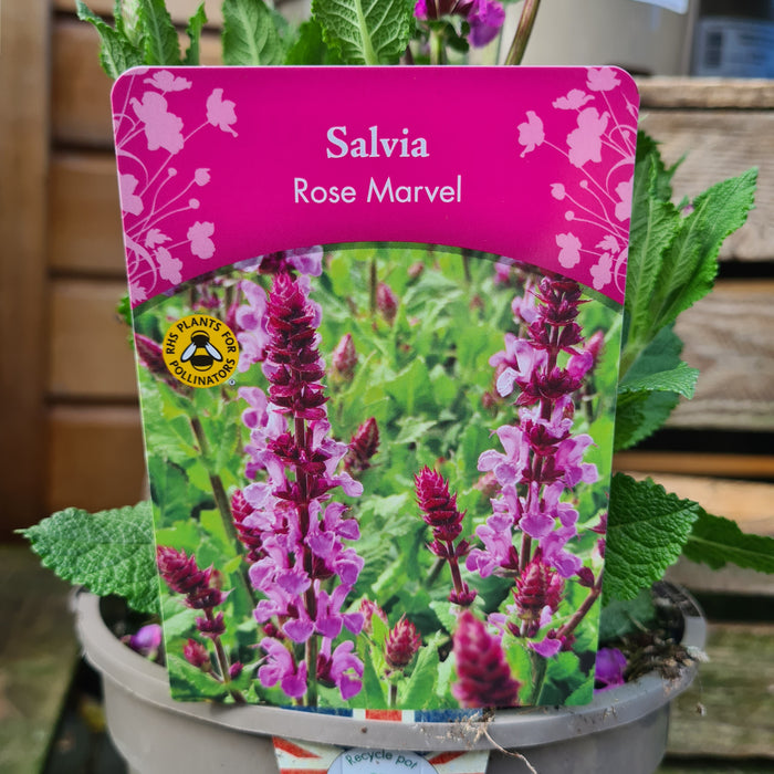 Salvia Rose Marvel
