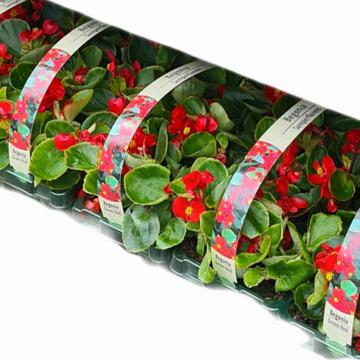 Begonia sempeflorens Green Red