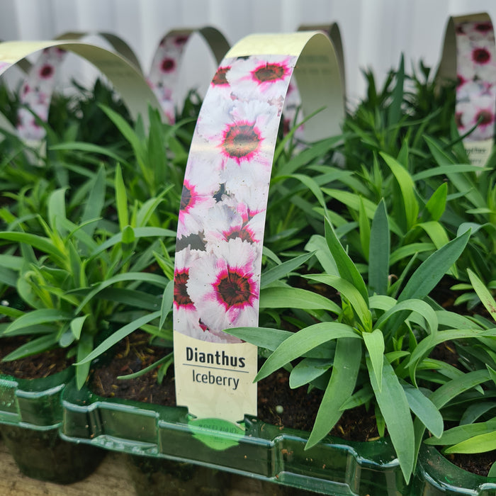Dianthus Iceberry Pack
