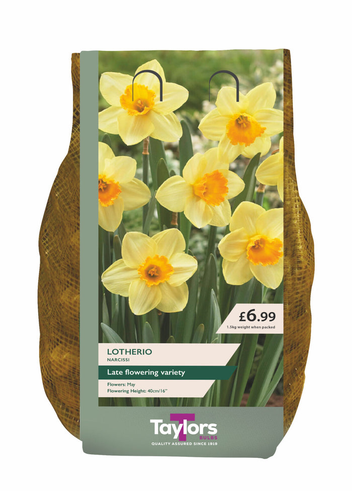 NARCISSUS LOTHERIO CARRY PACK