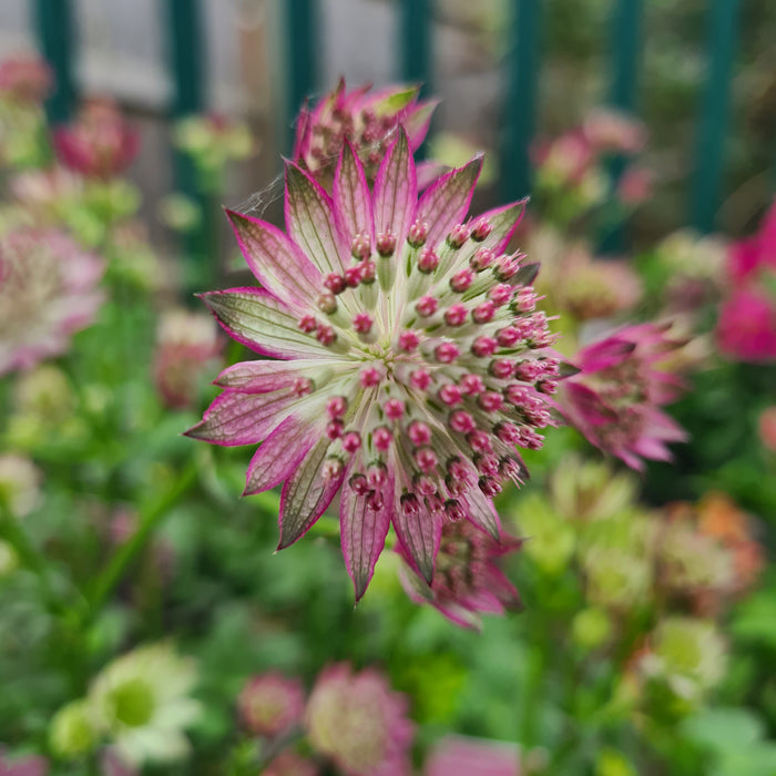 Astrantia Roma