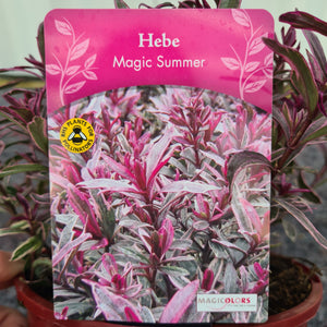 Hebe Magic Summer