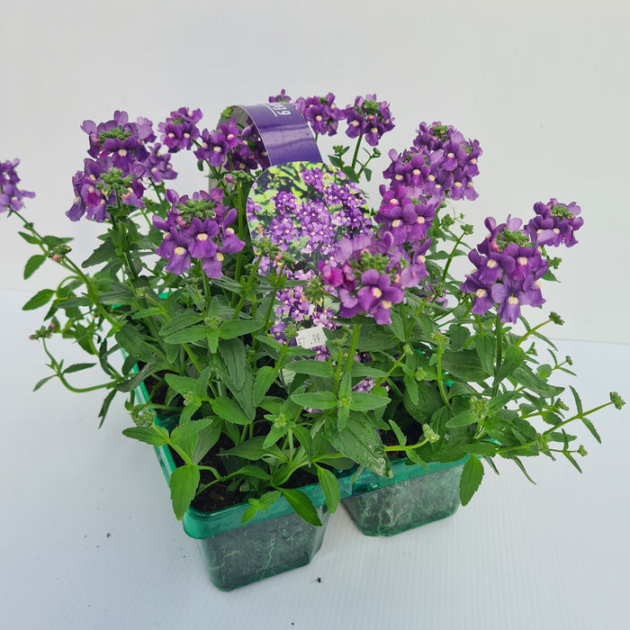 Nemesia Blue Pack