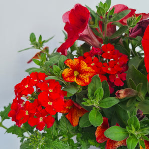 CARNIVAL ASSORTED PLANTS