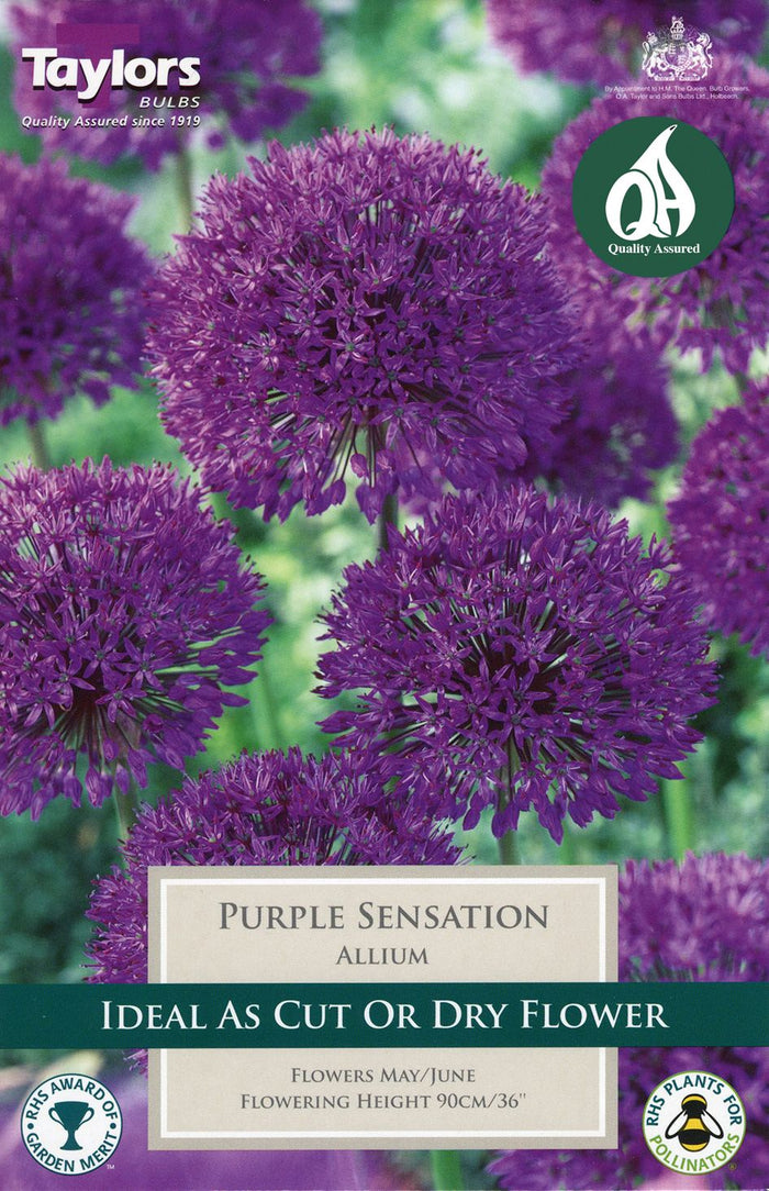 ALLIUM PURPLE SENSATION