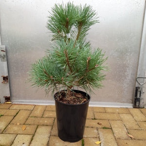 Pinus Chantry Blue (Conifer)