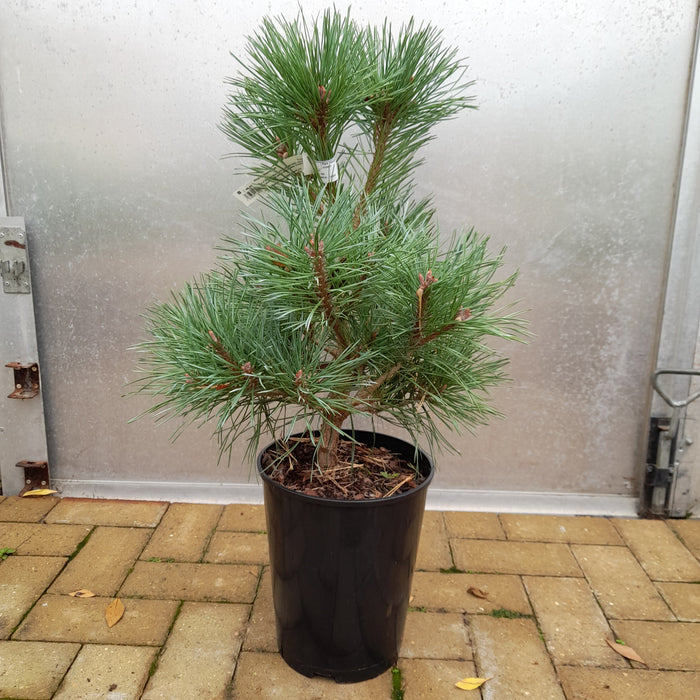 Pinus Chantry Blue (Conifer)