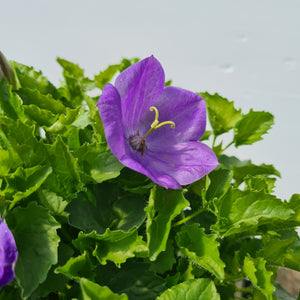 Campanula Rapido Series