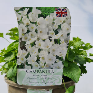 Campanula Rapido Series