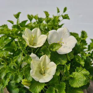 Campanula Rapido Series