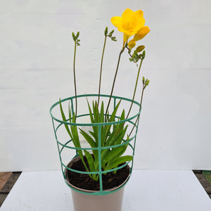 Freesia Gold River
