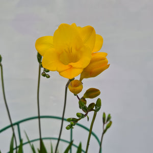Freesia Gold River