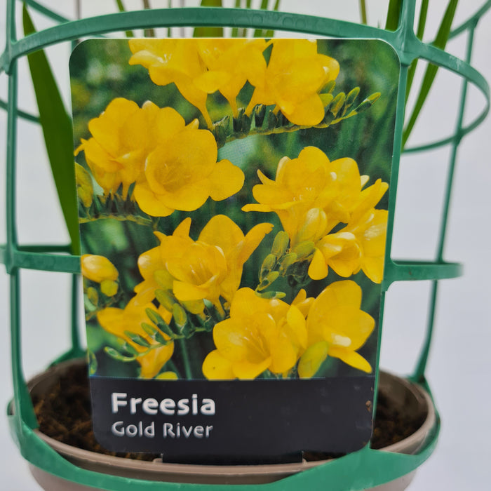 Freesia Gold River