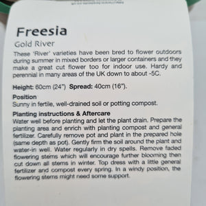 Freesia Gold River