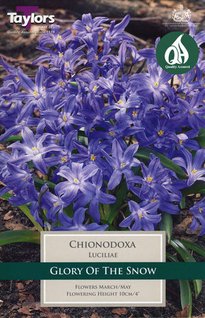 CHIONODOXA LUCILIAE