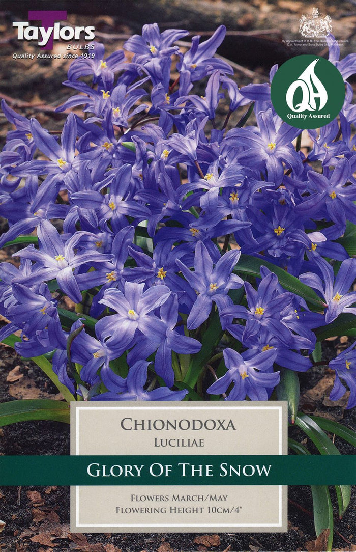 CHIONODOXA LUCILIAE