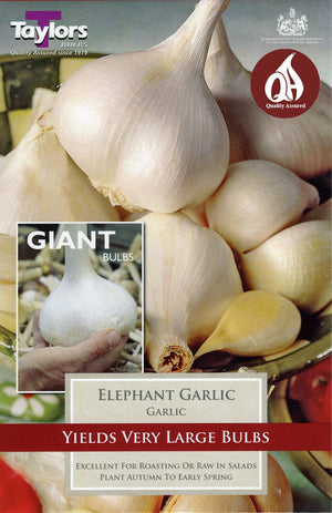 GARLIC ELEPHANT