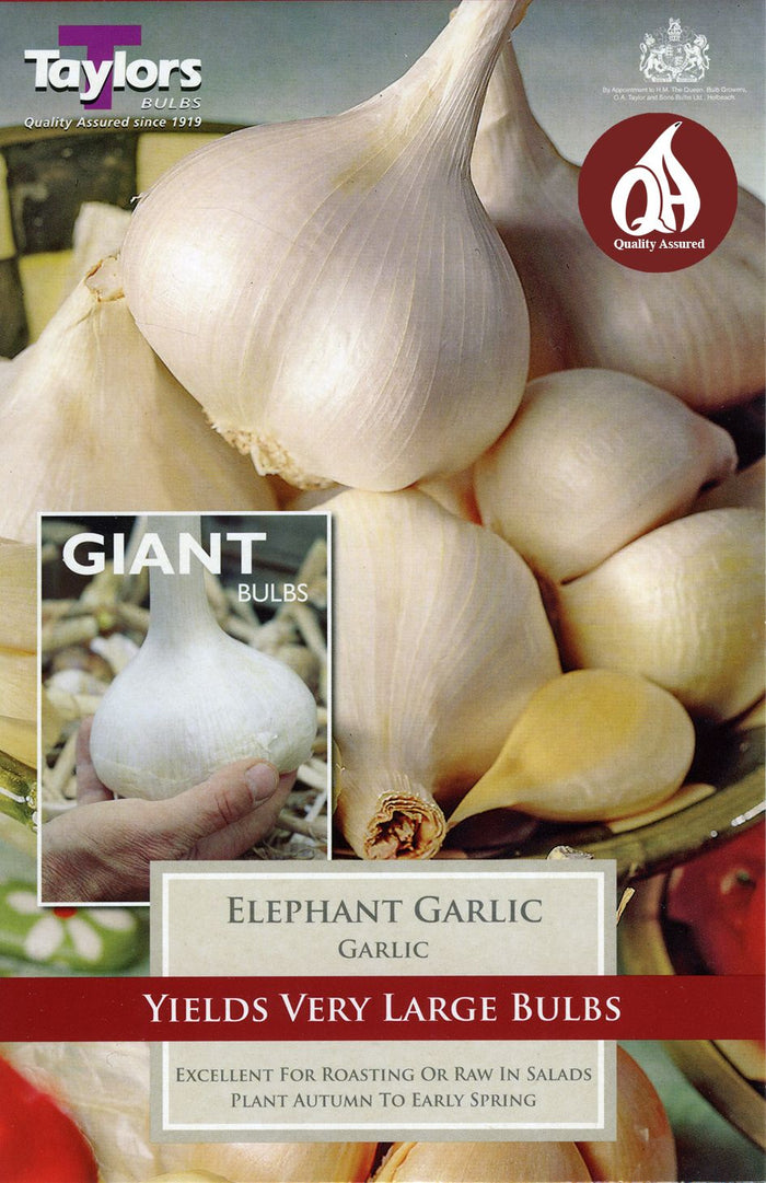 GARLIC ELEPHANT