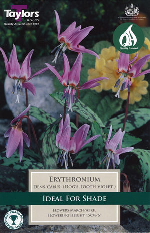 ERYTHRONIUM DENS-CANIS (DOG'S TOOTH VIOLET)