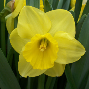 NARCISSUS CAMELOT CARRY PACK