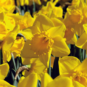 NARCISSUS CARLTON CARRY PACK