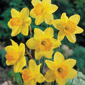NARCISSI FORTUNE CARRY PACK