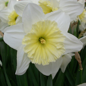 NARCISSUS ICE FOLLIES CARRY PACK
