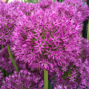 ALLIUM PURPLE SENSATION
