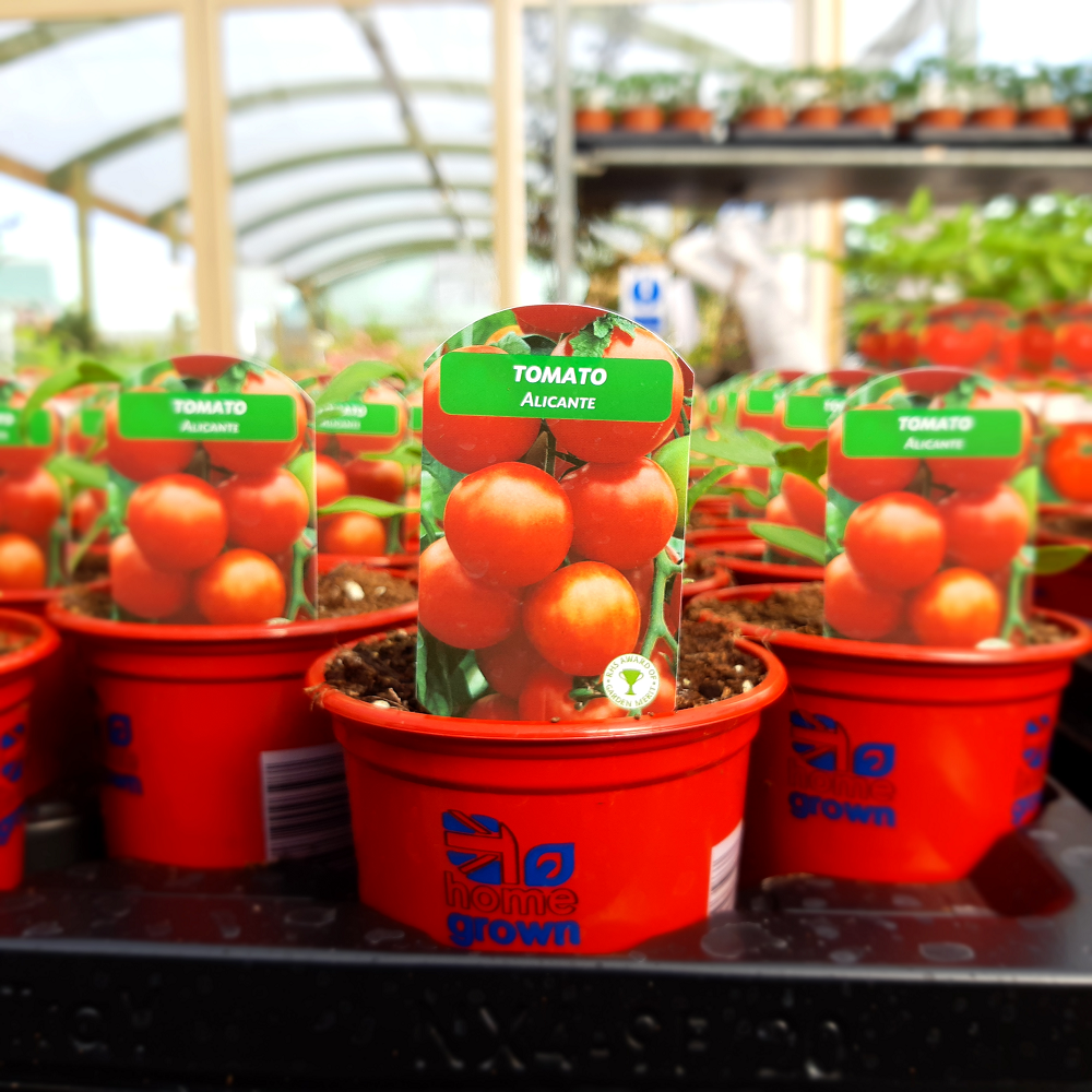 Tomato Plants – Whitakers Garden Centre