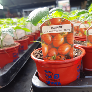 Tomato Plants