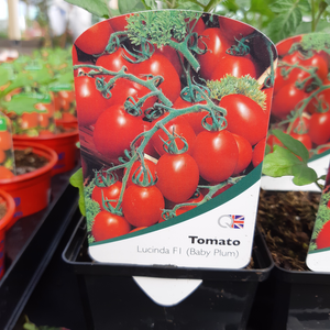Tomato Plants