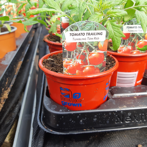 Tomato Plants