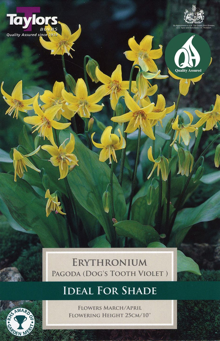 ERYTHRONIUM PAGODA (DOG'S TOOTH VIOLET)