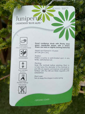 Juniperus x Chinensis - Blue Alps