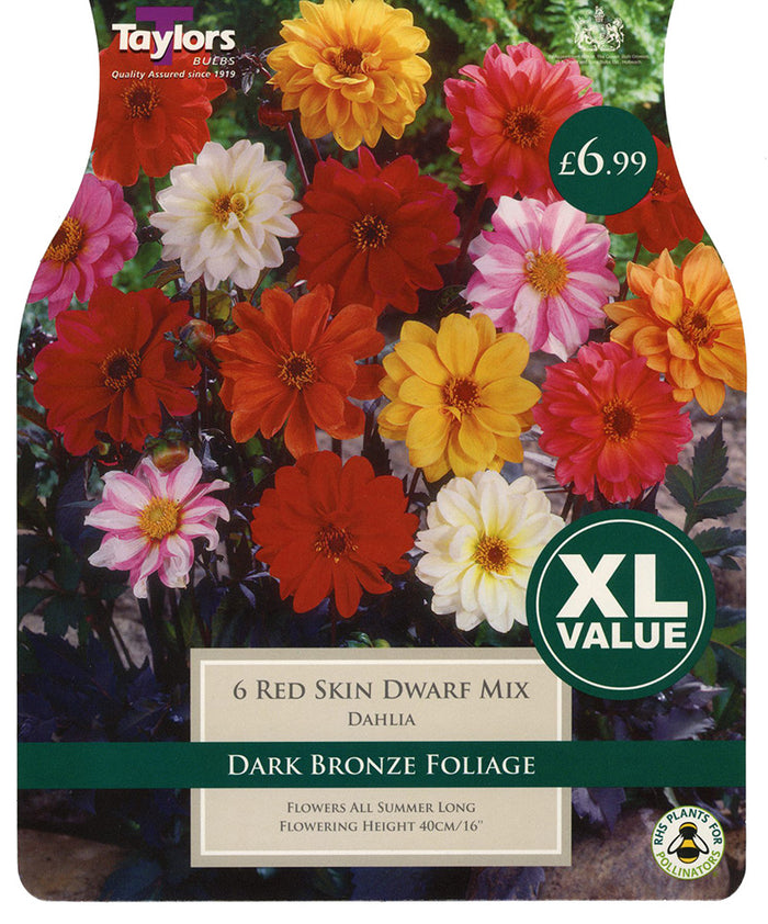 Dahlia - Red Skin Dwarf Mix (Multi Pack)