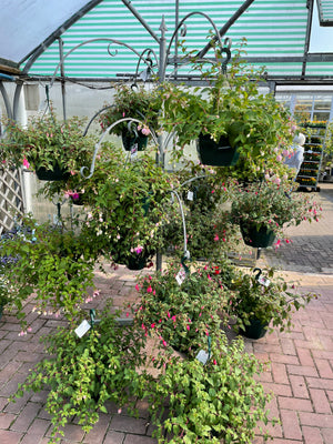 Fuchsia planted Basket
