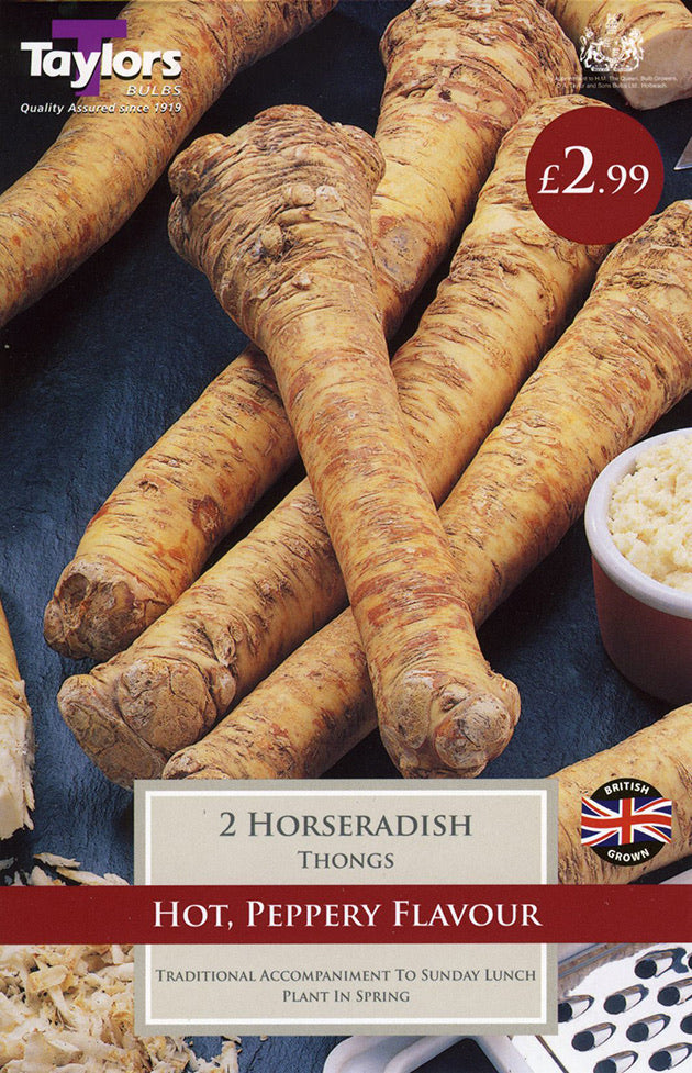 Horseradish - Thongs (Bulbs)