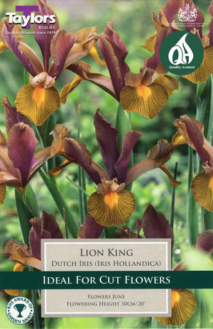DUTCH IRIS LION KING (HOLLANDICA)