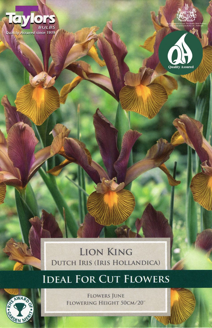 DUTCH IRIS LION KING (HOLLANDICA)